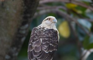 Cara Agar Anak Mau Makan Nasi Usia 1 Tahun: 7 Tips Praktis yang Bikin Si Kecil Suka Nasi Sehari-hari Tips praktis mengatasi anak susah makan dengan strategi makan menyenangkan dan nutrisi seimbang